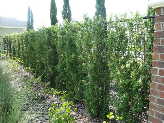 Wire Mesh used as a privacy fence with lots of greenery.