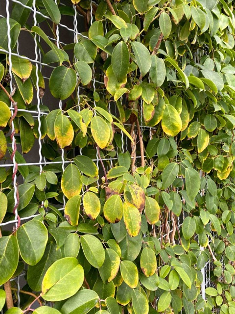 ECO-MESH® with green leaves and vines growing throughout.